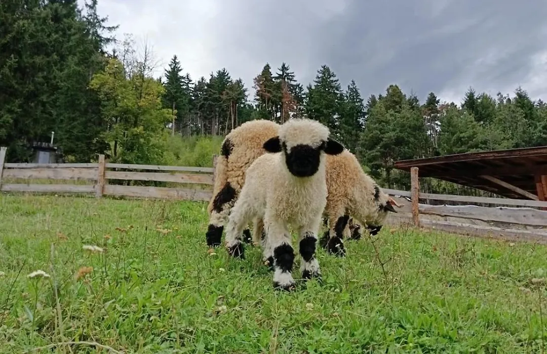 Saderhof-1
